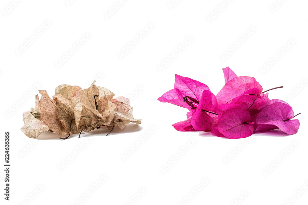 Fresh VS dry/Bougainvillea from fresh to dry/Romantic beautiful background material Fresh VS dry/Bougainvillea from fresh to dry/Romantic beautiful background material