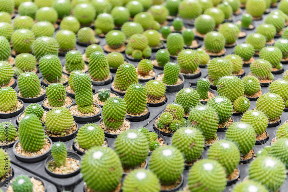beautiful little cactus fancy beautiful little cactus fancy