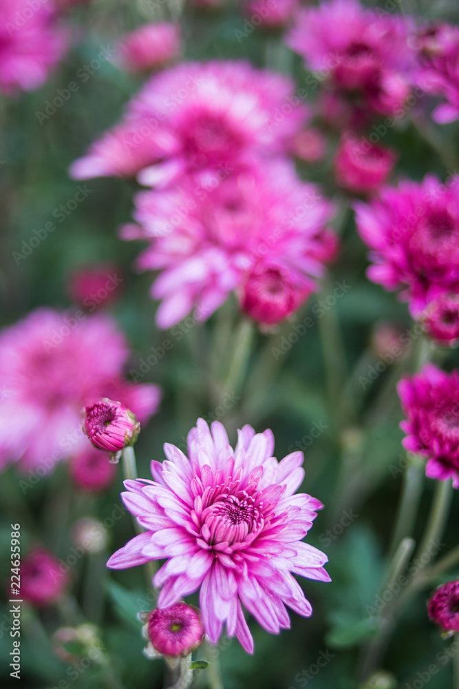 Purple chrysanthemum/Hazy dreamy flower background Purple chrysanthemum/Hazy dreamy flower background