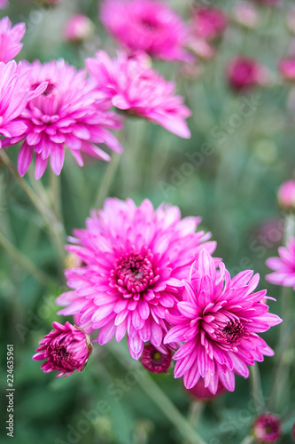 Purple chrysanthemum Hazy dreamy flower background