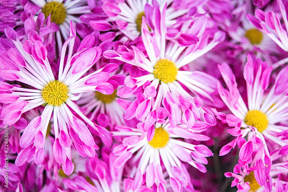 Purple chrysanthemum/Hazy dreamy flower background Purple chrysanthemum/Hazy dreamy flower background