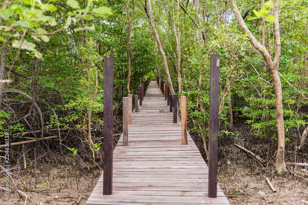 Mangroves inTung Prong Thong or Golden Mangrove Field at Estuary Pra Sae, Rayong, Thailand Mangroves inTung Prong Thong or Golden Mangrove Field at Estuary Pra Sae, Rayong, Thailand