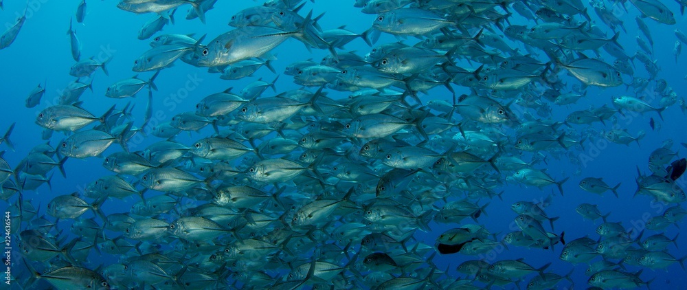 Fototapeta premium A huge school of Jacks (Caranx latus, horse eye jack) in open ocean, Indonesia, slow motion, shot on RED