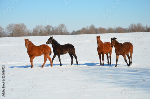 Horses in snow © Trace
