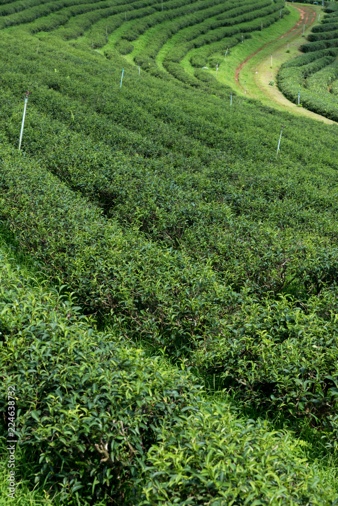 Green plantations of tea farm