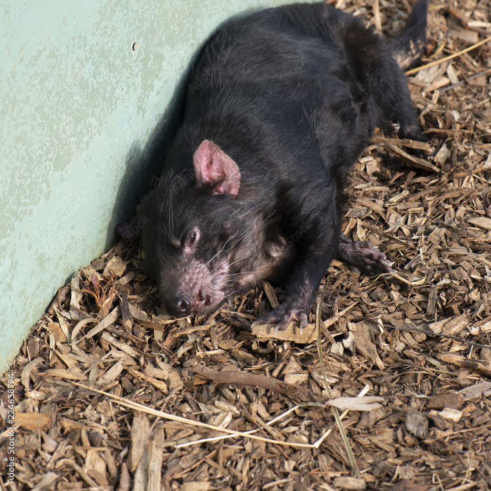 Tasmanian Devil outside during the day in Tasmania. Tasmanian Devil outside during the day in Tasmania.
