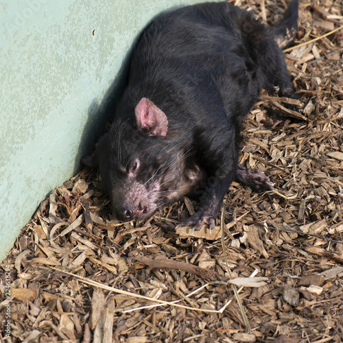 Tasmanian Devil outside during the day in Tasmania. © Rob D