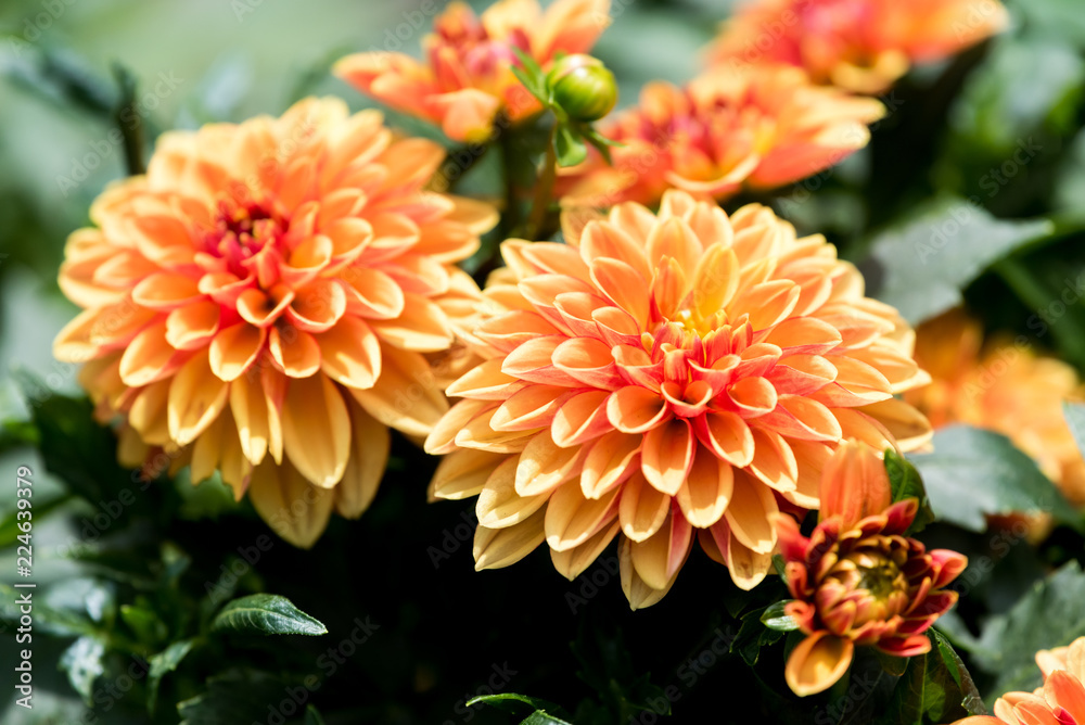 Bright Dahlia flowers in closeup Bright Dahlia flowers in closeup