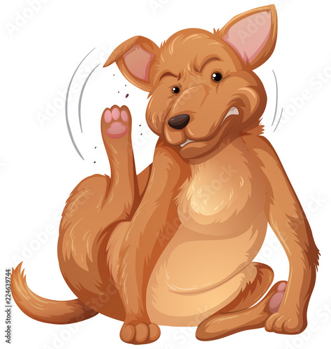 Dog itching white background