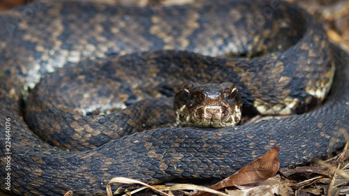 Cottonmouth on forest floor