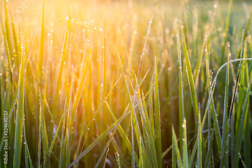Dew drops on rice Morning sunlight rays