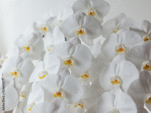 白い胡蝶蘭のクローズアップ