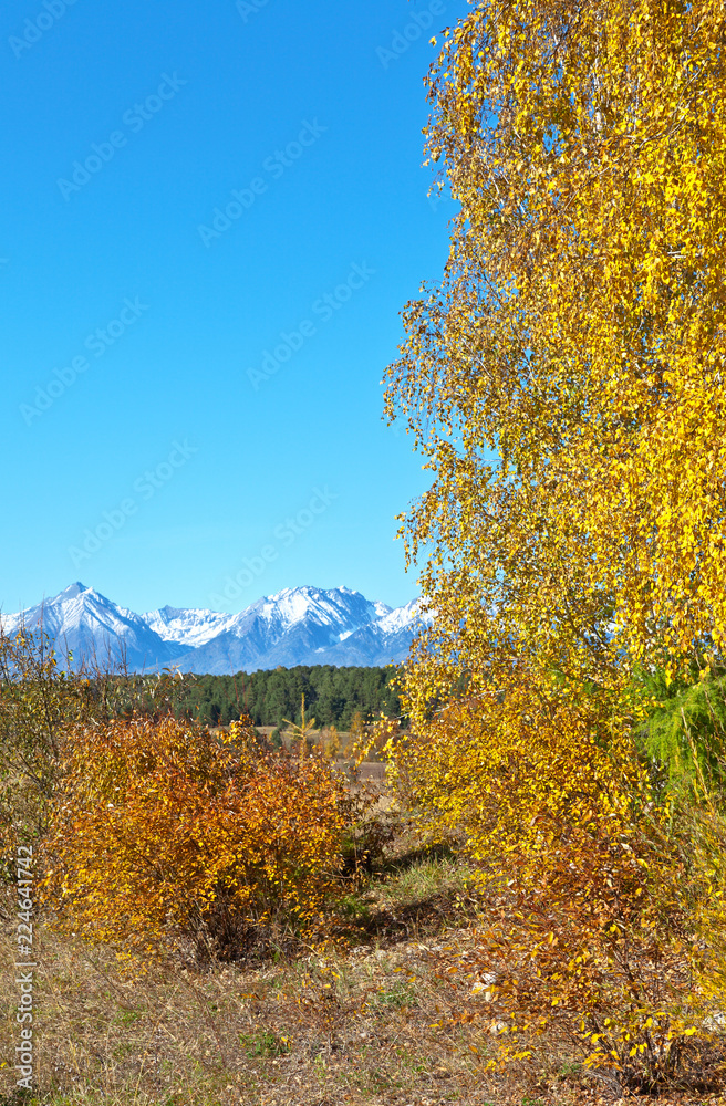 Bright Autumn Landscape. Yellow birch leaves against the blue cloudless sky and snow-capped mountains. Free space for text and seasonal calendar. Natural autumn background