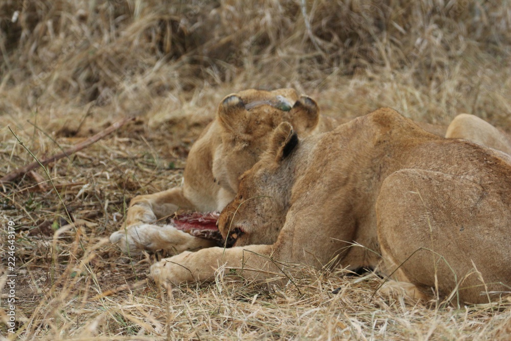 Obraz premium Lioness 