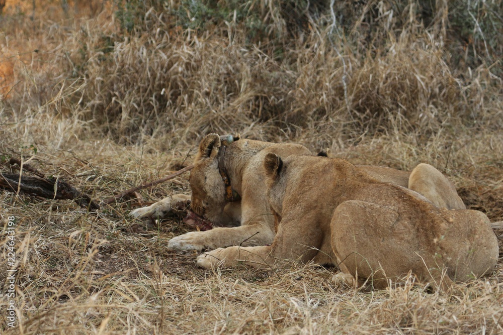 Obraz premium Lioness 