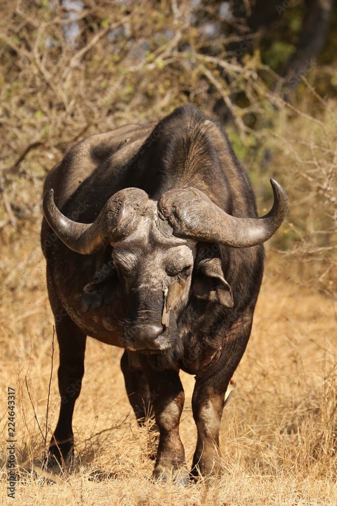 Obraz premium Buffalo