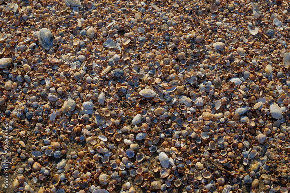 Picture of a sandstone shell. Picture of a sandstone shell.
