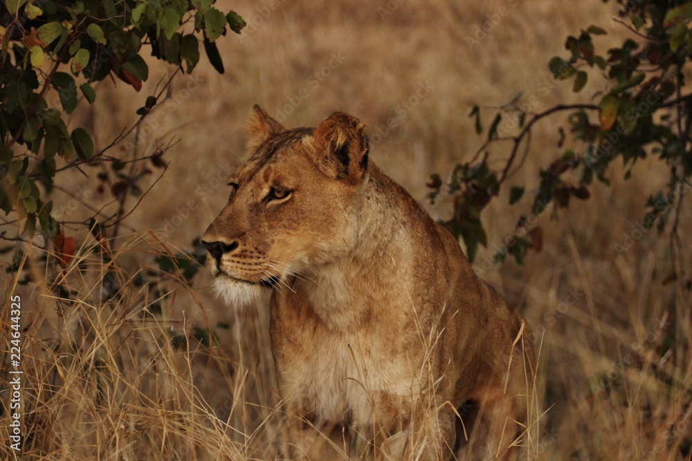 Naklejka premium Lion