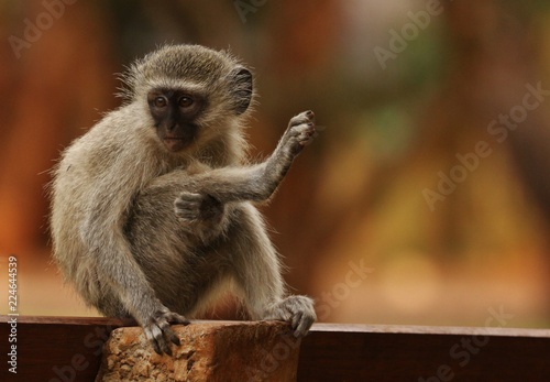 Vervet Monkey  © Charl