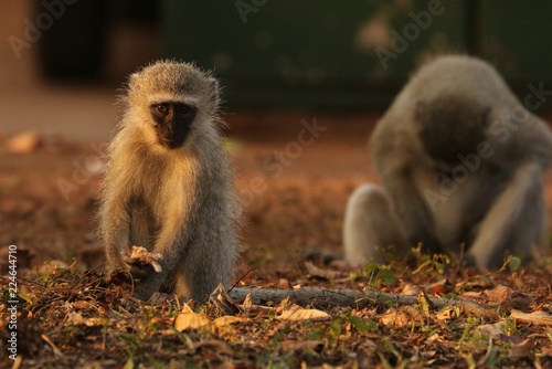 Vervet Monkey
