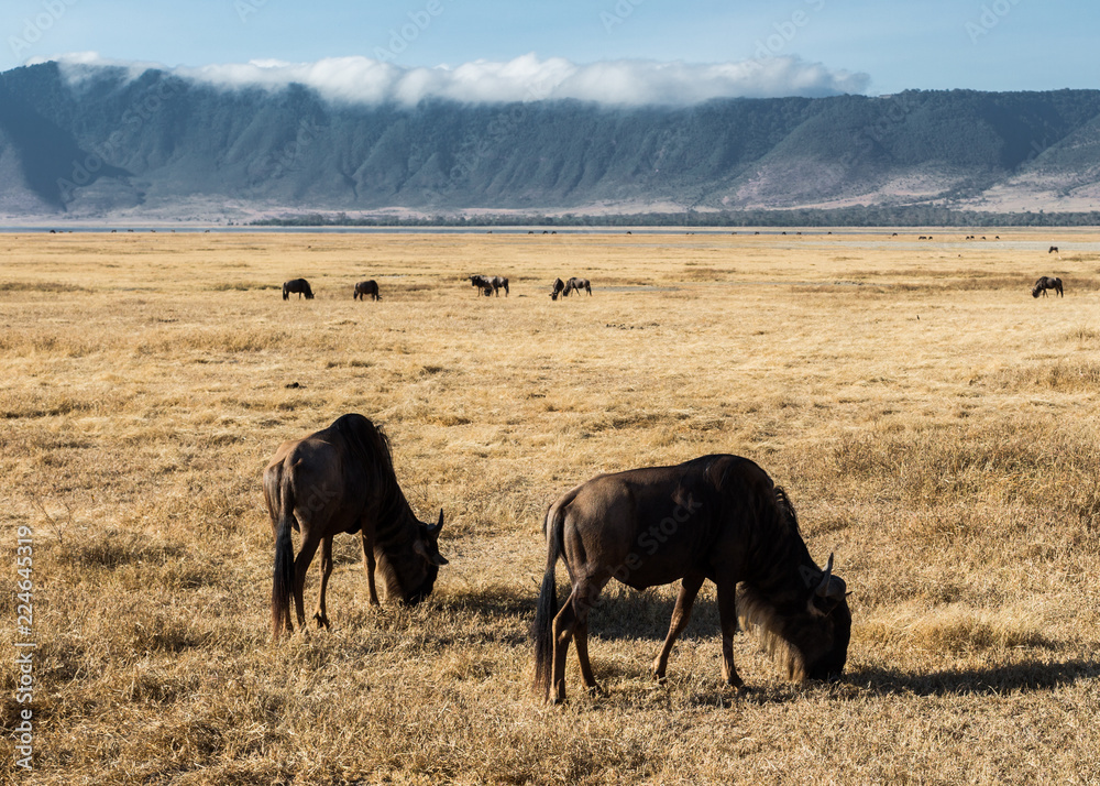 Fototapeta premium wildebeest