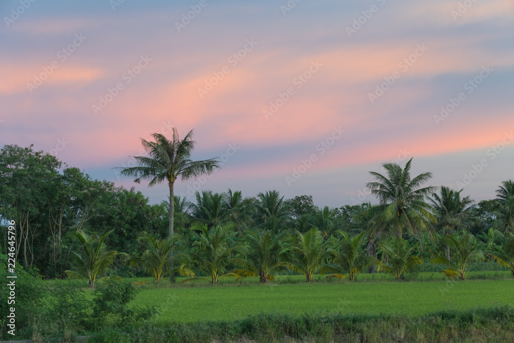 Coconut farm and Rice plant