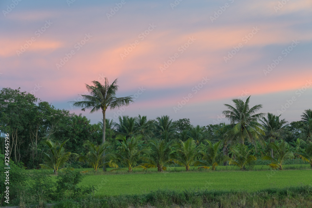 Fototapeta premium Coconut farm and Rice plant