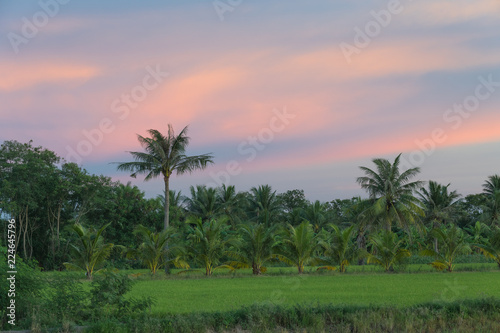 Coconut farm and Rice plant