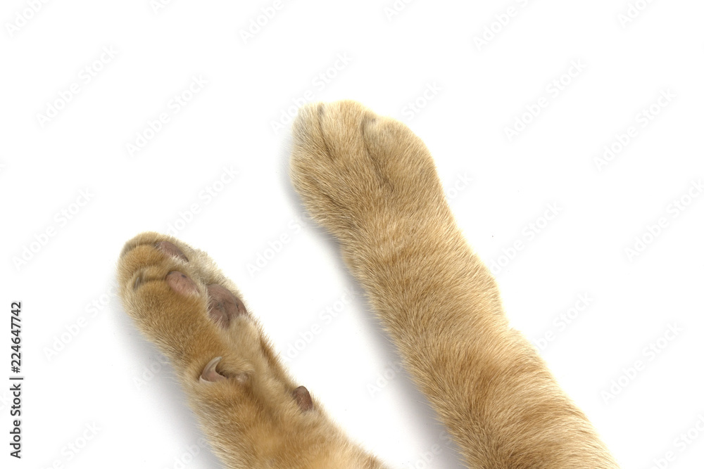 Cat's feet isolated on white background.
