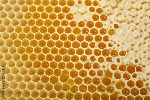 honeycomb honey with close-up honey