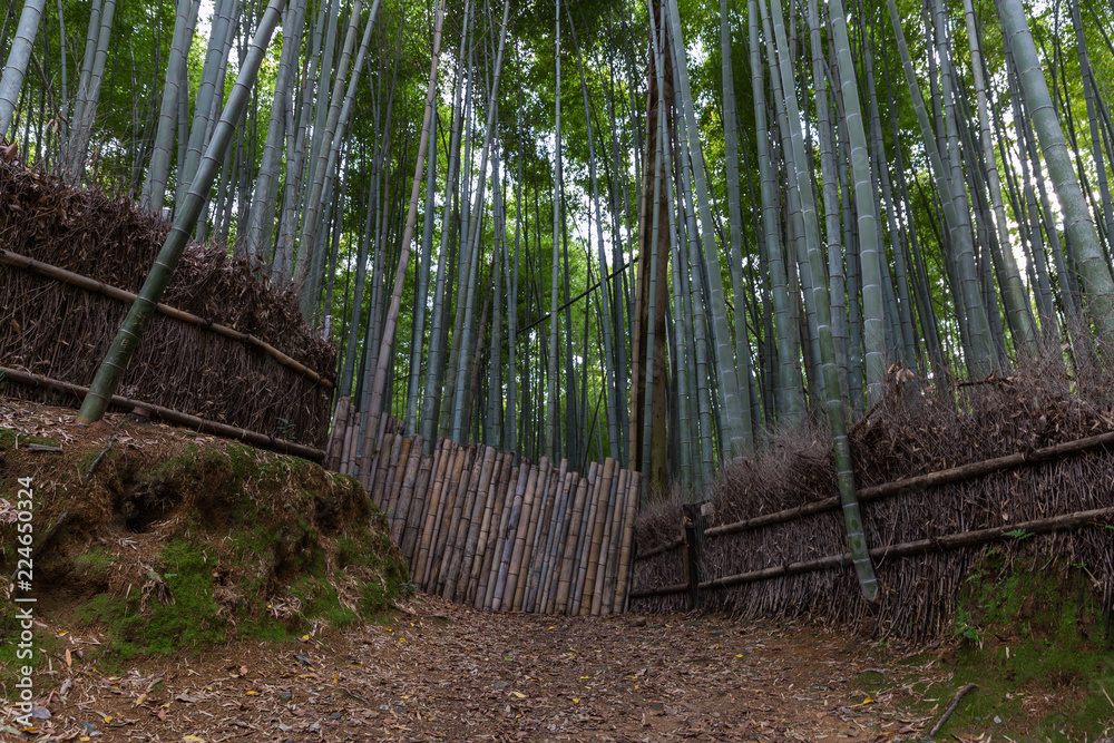 Fototapeta premium Bamboo Forest Japan
