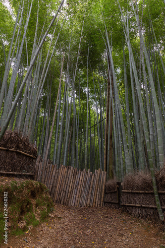Fototapeta Naklejka Na Ścianę i Meble -  Bamboo Forest Japan