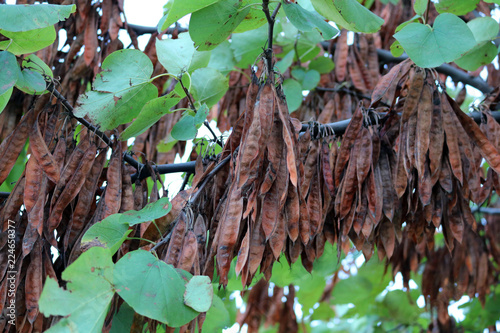 Crimson European, or Tsertsis European, or Judas tree - a tree or shrub family Legumes photo