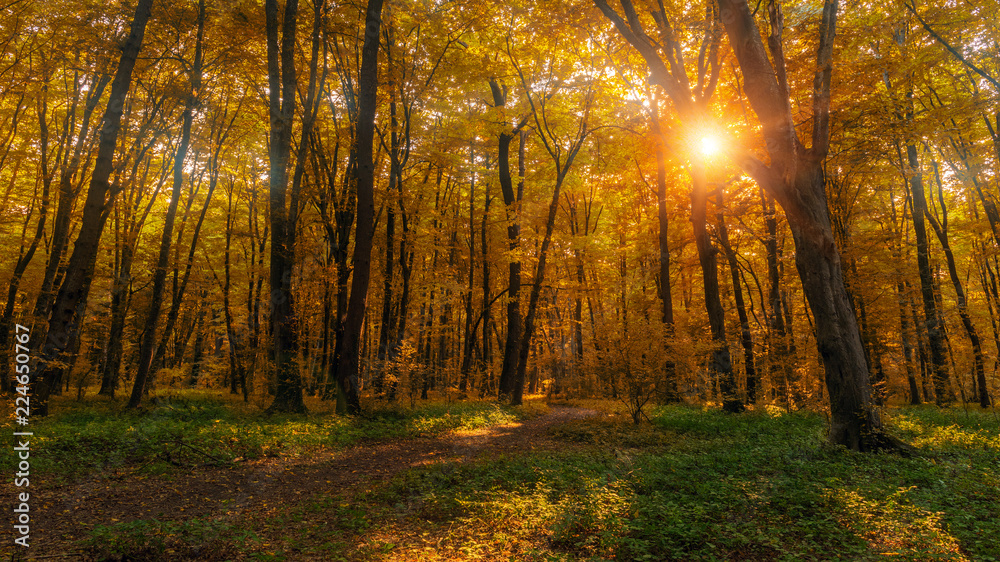 Obraz premium Sun beams through thick trees branches in dense yellow autumn forest