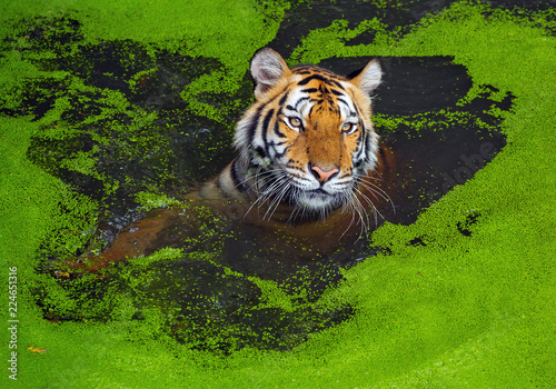 Canvas Print Indochinese tiger is playing the water.