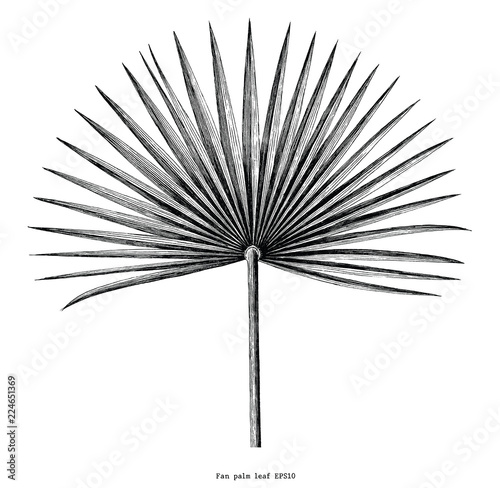 Fan palm leaf hand draw vintage engraving clip art isolated on white background