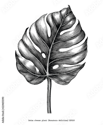 Monstera leaf hand draw vintage engraving clip art isolated on white background