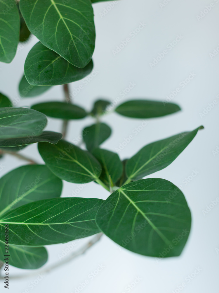 観葉植物ゴムの木のクローズアップ 観葉植物ゴムの木のクローズアップ