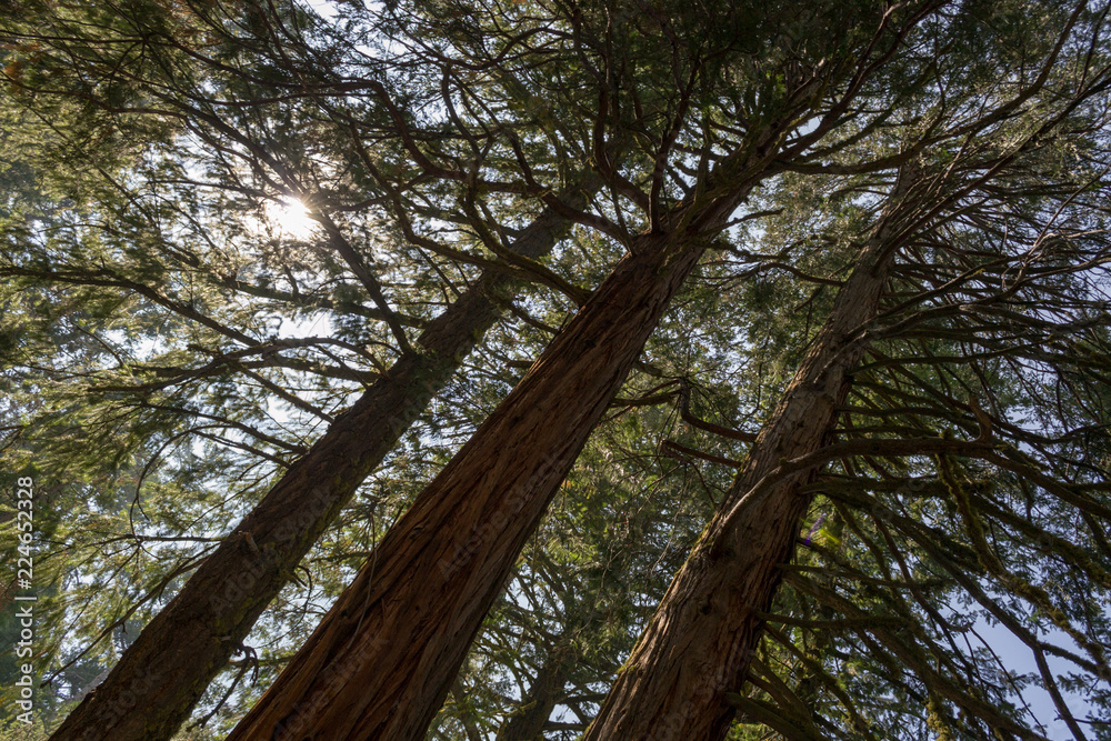 Fototapeta premium Sun through the tree tops