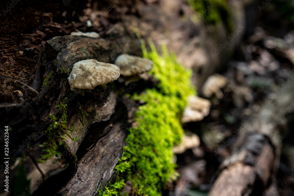 Mushroom and moss grow on timber in forest. Mushroom and moss grow on timber in forest.