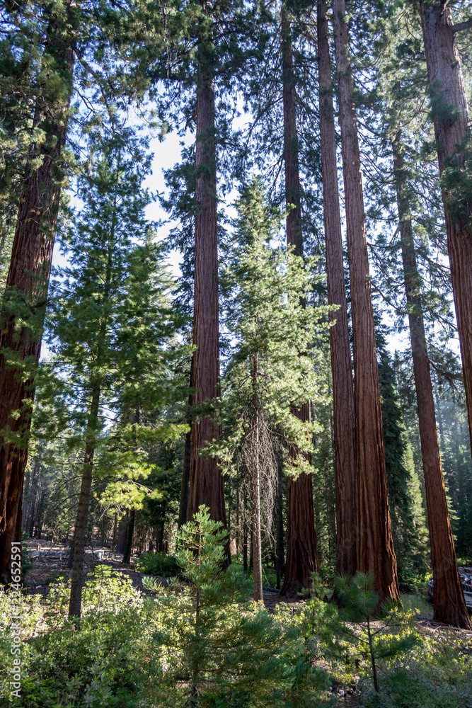 Fototapeta premium Giant sequoias at Yosemite National Park