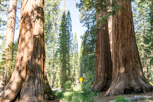 Giant sequoias at Yosemite National Park photo