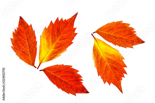 Autumn colors leaves collage  deep red and yellow foliage isolated on white background