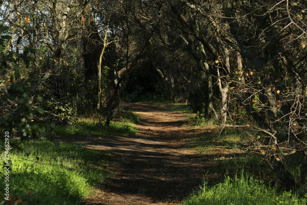 Fototapeta premium forest path