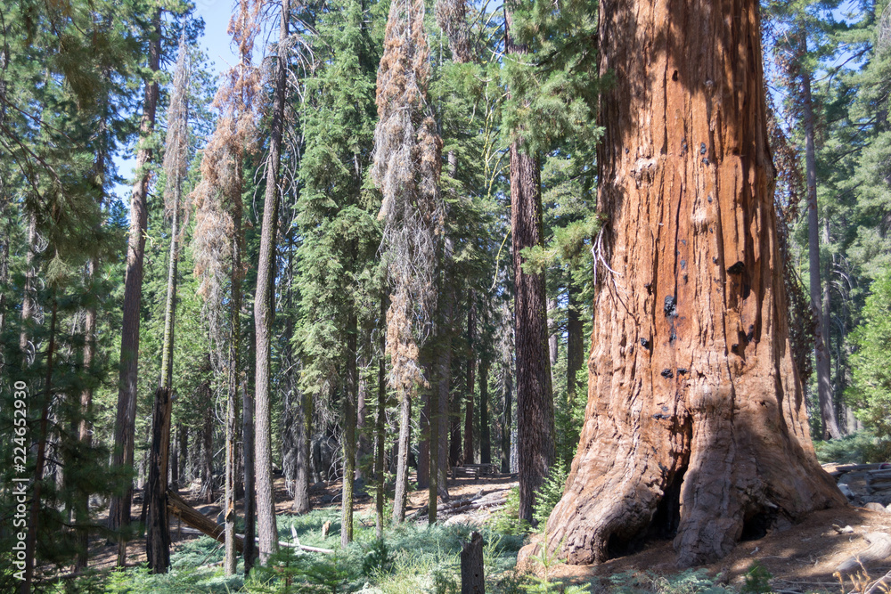 Mariposa tree at Yosemite National Park Mariposa tree at Yosemite National Park