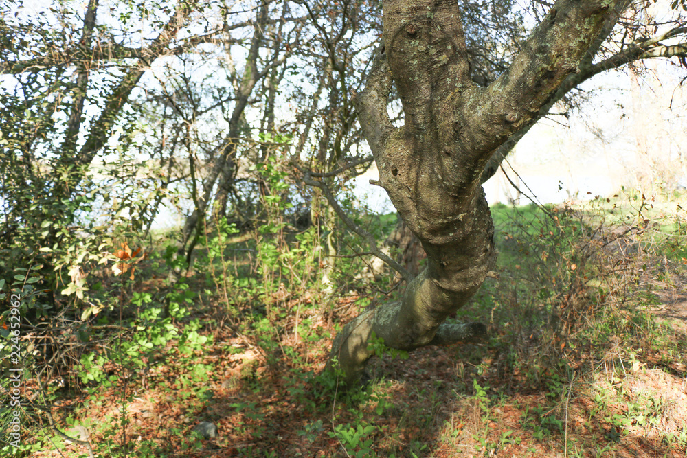 Fototapeta premium forest path