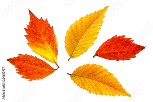 Autumn colors leaves collage, deep red and yellow foliage isolated on white background