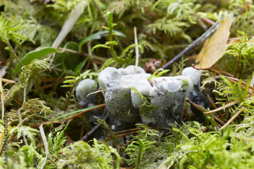 Obraz na plátně Hydnellum suaveolens growing among moss