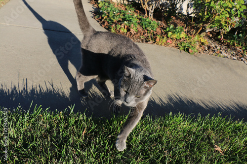 street cat