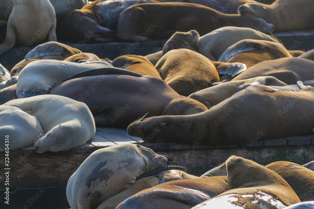 Obraz premium Sea lions at Pier 39 in San Francisco